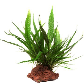 Javafarn - Microsorum pteropus - Tropica Pflanze auf Lavastein