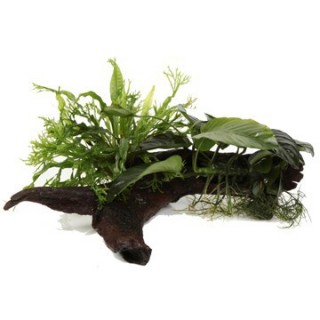 Microsorum and Anubias 'Duet' - Tropica Pflanze auf Wurzeln (XL)