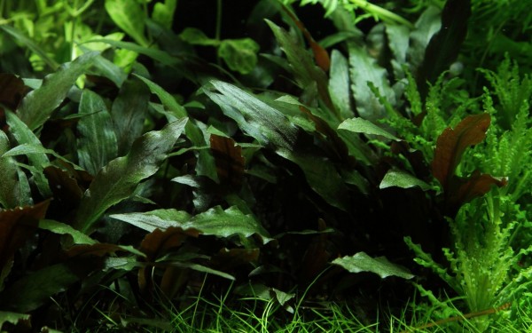 Petchs Wasserkelch - Cryptocoryne beckettii 'Petchii' - Tropica Pflanze auf Lavastein