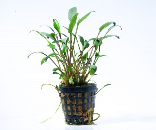 Cryptocoryne lucens - NatureHolic Plant