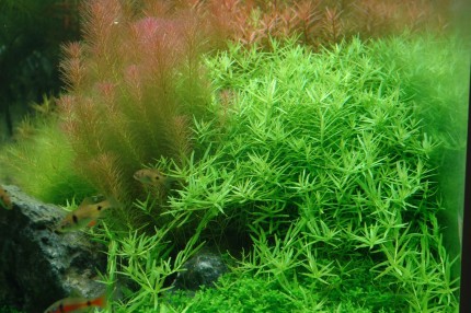 Rundblättrige Rotala - Rotala rotundifolia Green - Tropica InVitro