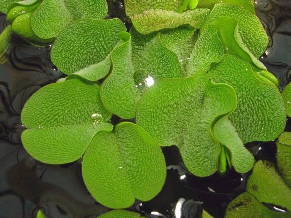 Kleinohriger Schwimmfarn - Salvinia auriculata - Dennerle Portion