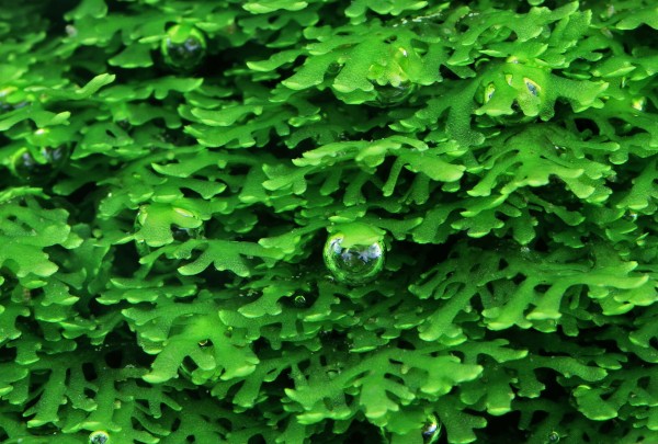 Korallenmoos - Riccardia chamedryfolia In-Vitro - Dennerle InVitro