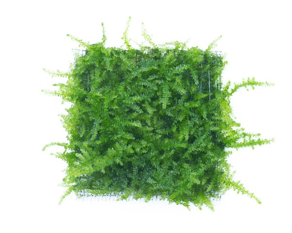 Moospad - Vesicularia sp. "Mini Christmas Moss" - 5 x 5cm