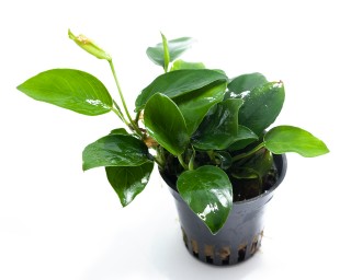Anubias barteri nana - NatureHolic Plant