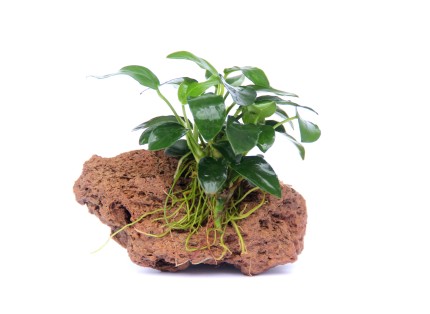Bonsai Speerblatt Stein - Anubias nana Bonsai auf Stein 9x7x7 cm - Dennerle Stein bepflanzt