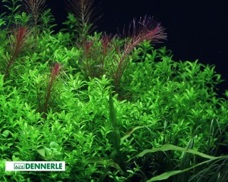 Zierliches Perlkraut - Micranthemum glomeratus - Dennerle Topf