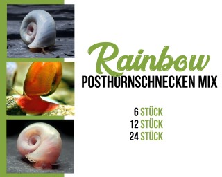 Posthornschnecken mix - Rainbow