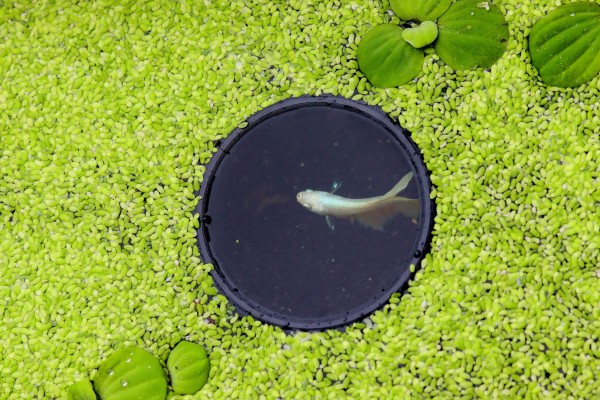 NatureHolic Pflanzenschwimm Portal Ring - versch. Größen