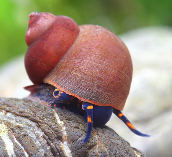Blue Berry Snail - Notopala sp.