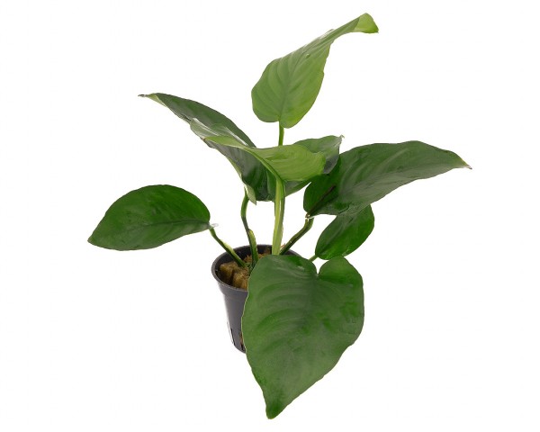 Breitblättriges Speerblatt - Anubias barteri - NatureHolic Plants - Topf