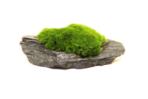 Moosball auf Stein - Aegagropila Slate Rock 10x8x5 cm - Dennerle Stein bepflanzt