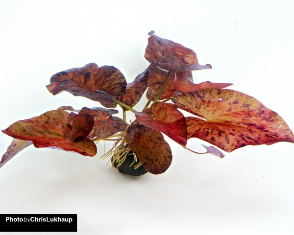 Roter Tigerlotus - Pflanze mit Knolle - Nymphaea lotus rubra