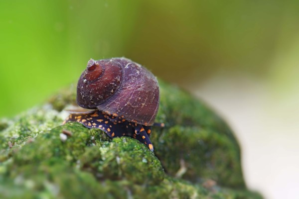 Baby Blue Berry Snail - Viviparus sp.