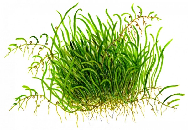 1-2-GROW! Grasartiger Wasserschlauch / Utricularia graminifolia