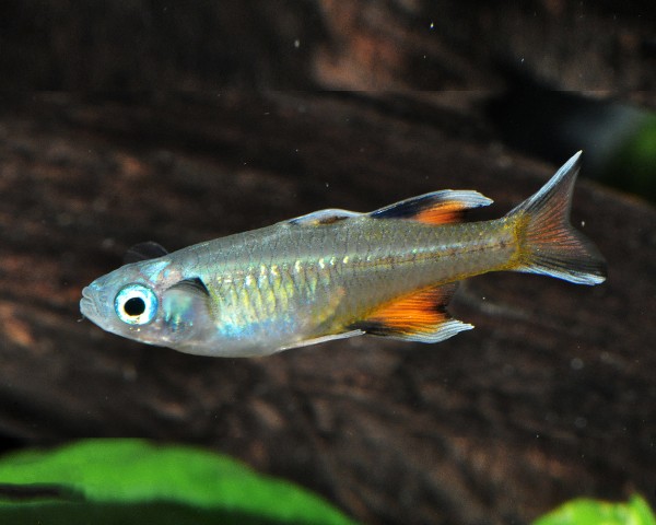 Schmetterling Regenbogenfisch - Pseudomugil signifer
