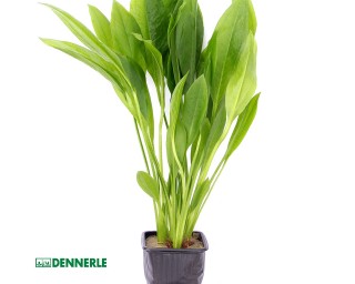 Große Amazonaspflanze Schwertpflanze - Echinodorus grisebachii Bleherae - Dennerle XL Topf